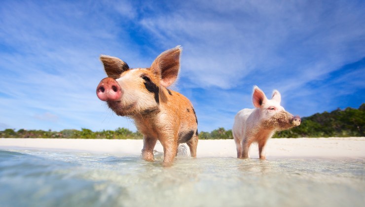 L'isola in cui abitano solo maiali: come visitarla